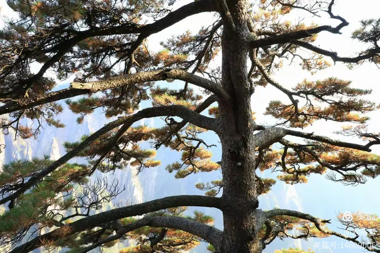 黄山游杂记〈之三〉